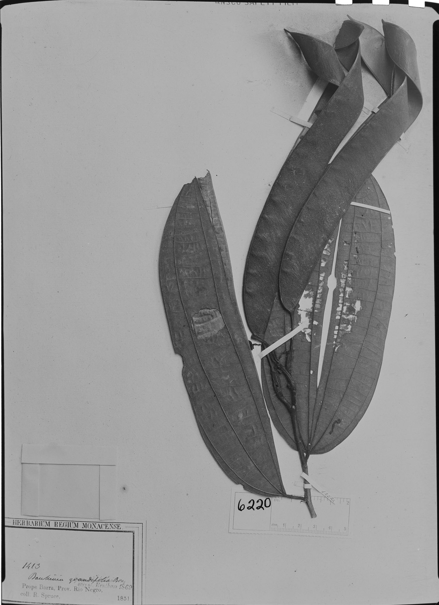 Bauhinia grandifolia image