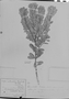 Chamaecrista andromedea image