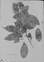 Senna latifolia image