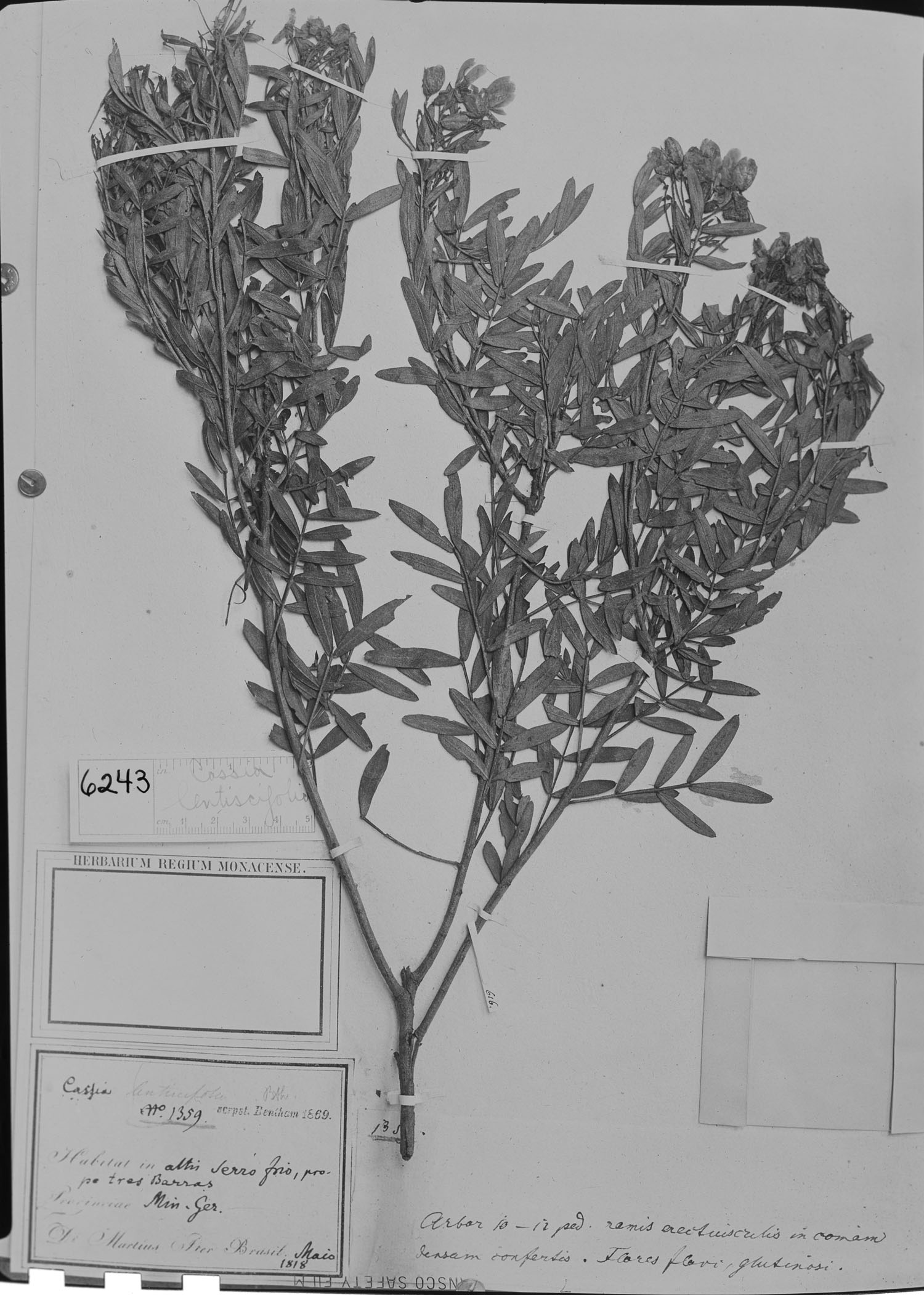 Chamaecrista lentiscifolia image