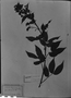 Chamaecrista longicuspis image