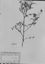 Chamaecrista oligosperma image