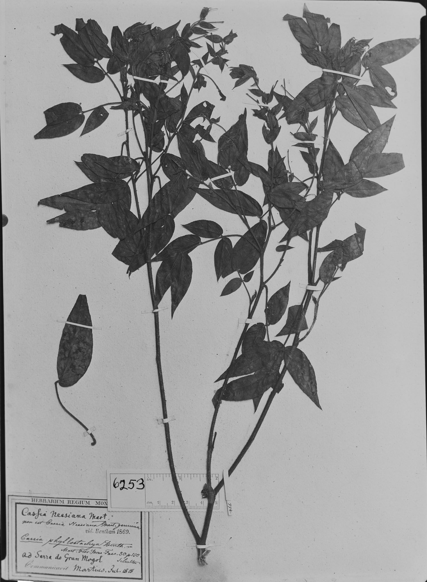 Chamaecrista phyllostachya image