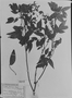 Chamaecrista phyllostachya image