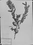 Chamaecrista venulosa image