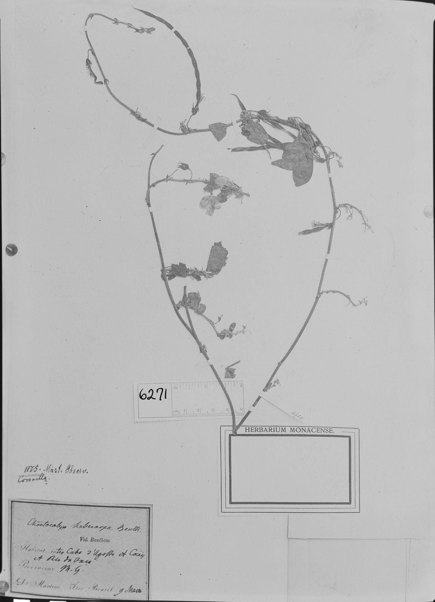Chaetocalyx longiflorus image