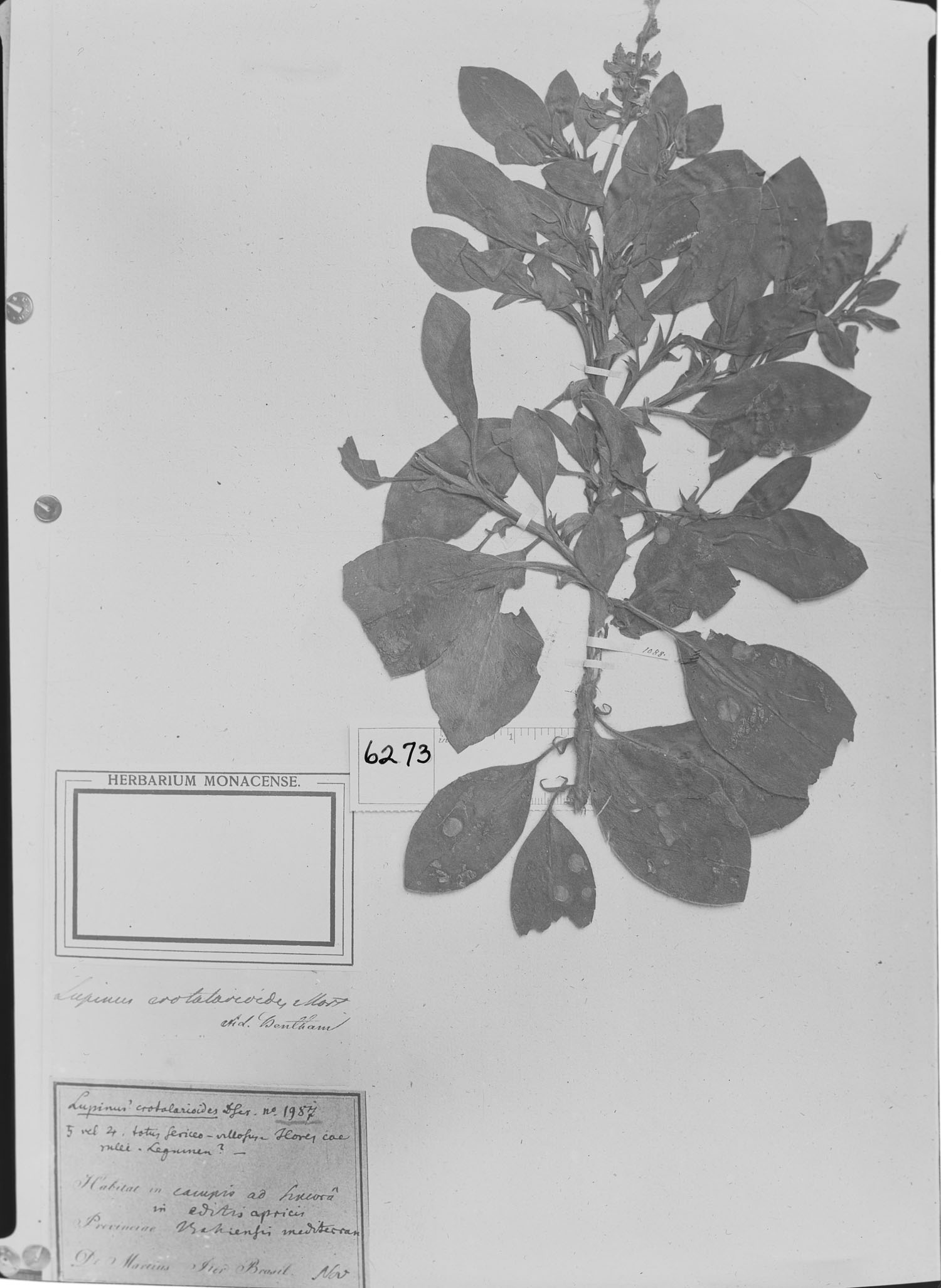 Lupinus crotalarioides image