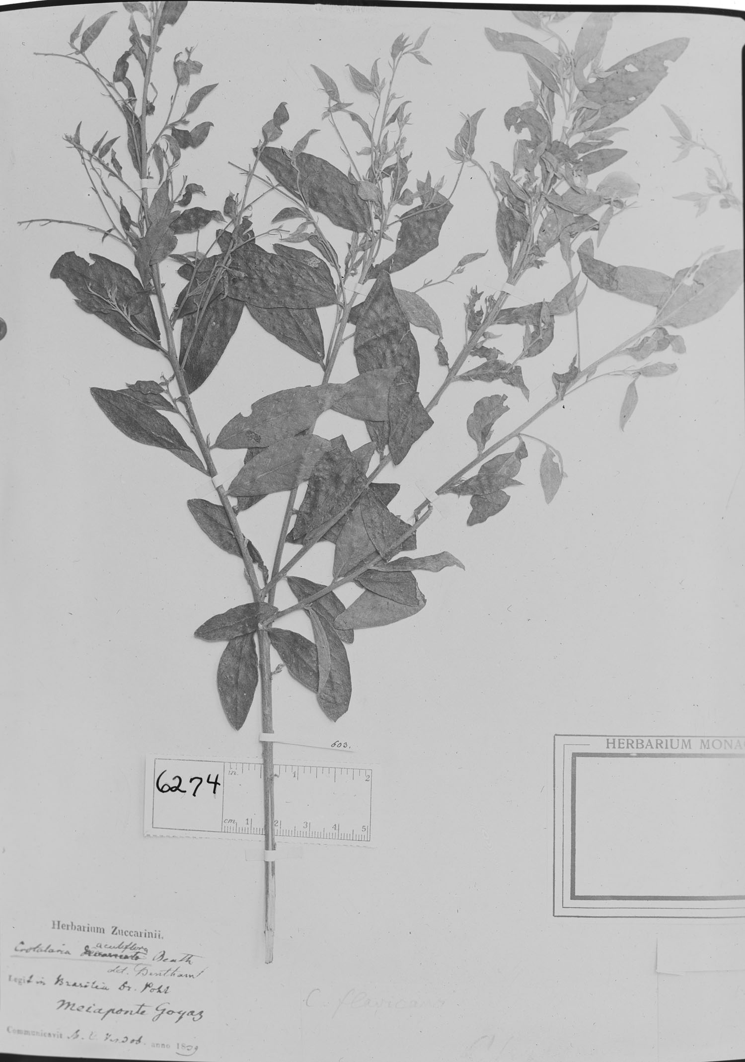 Crotalaria grandiflora image