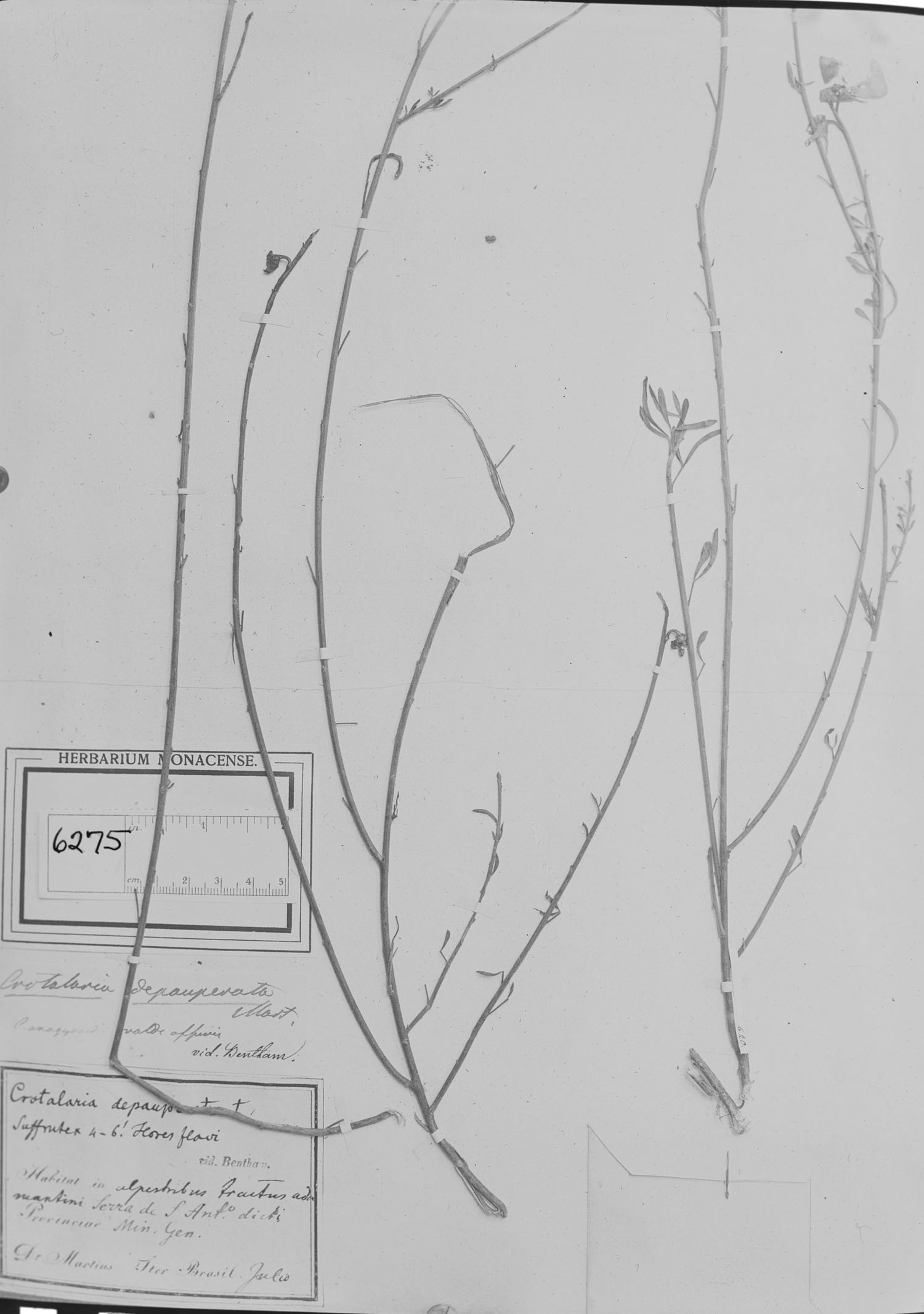Crotalaria maypurensis var. depauperata image