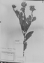 Crotalaria otoptera image