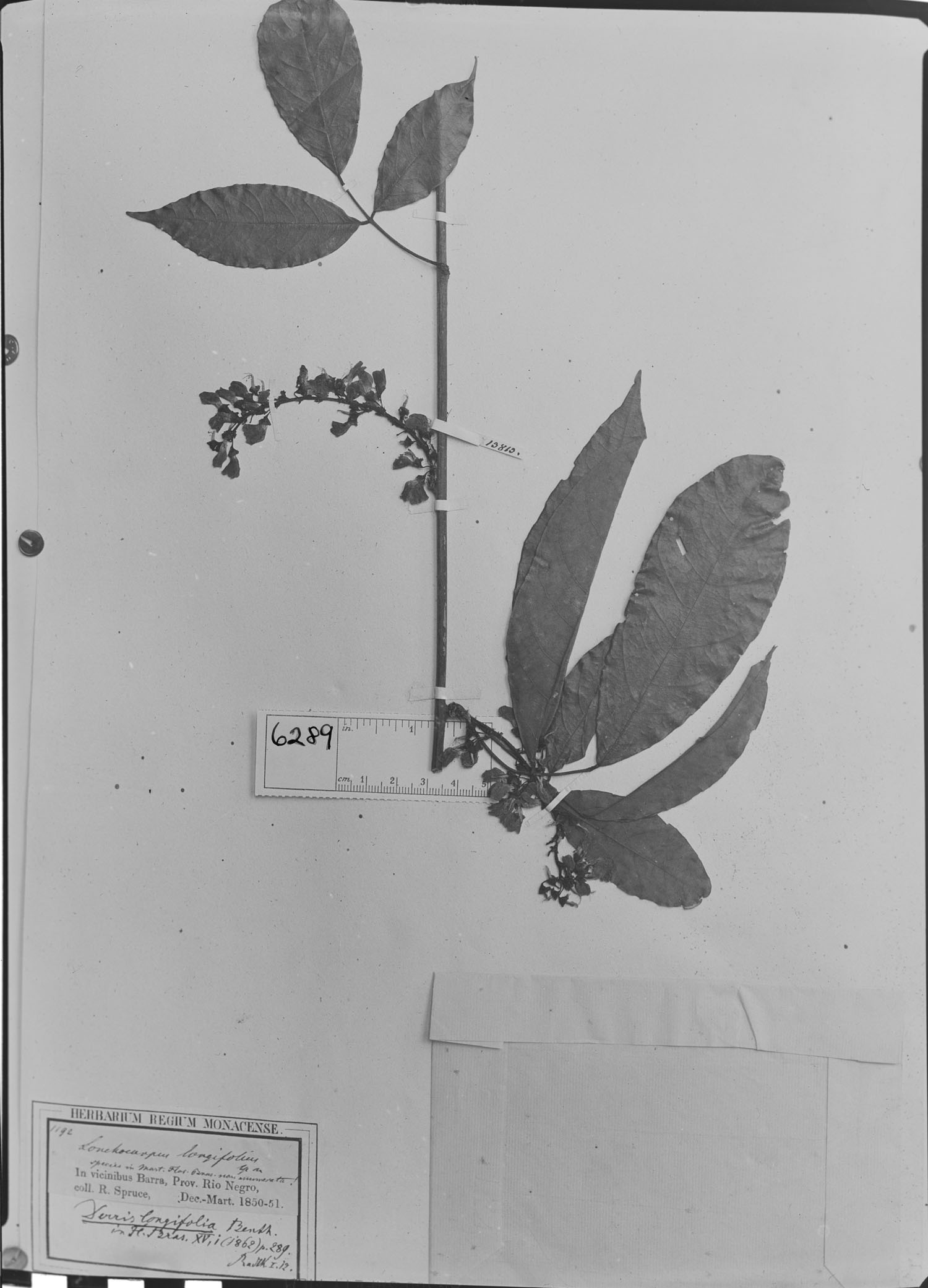 Derris longifolia image