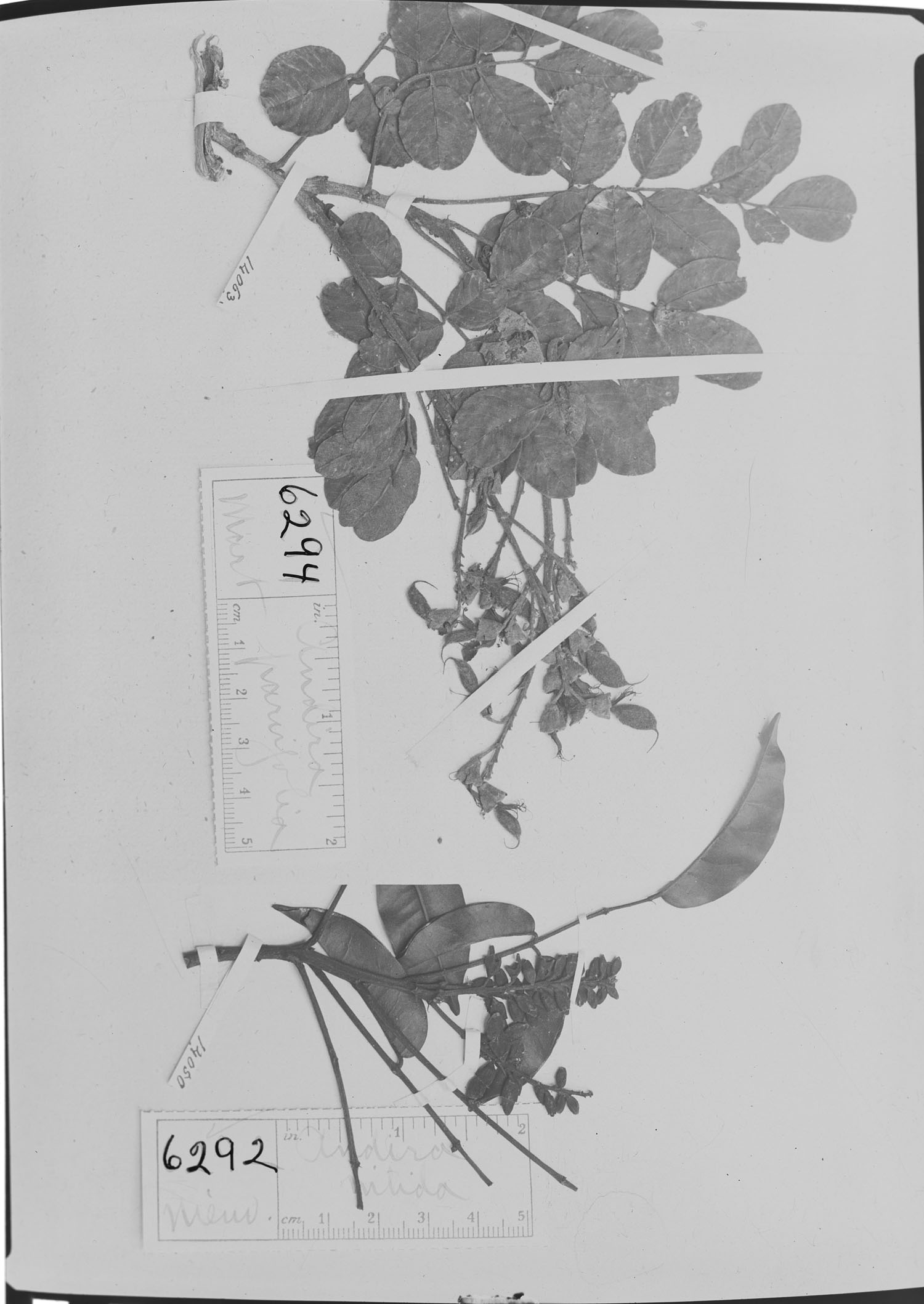 Andira parvifolia image