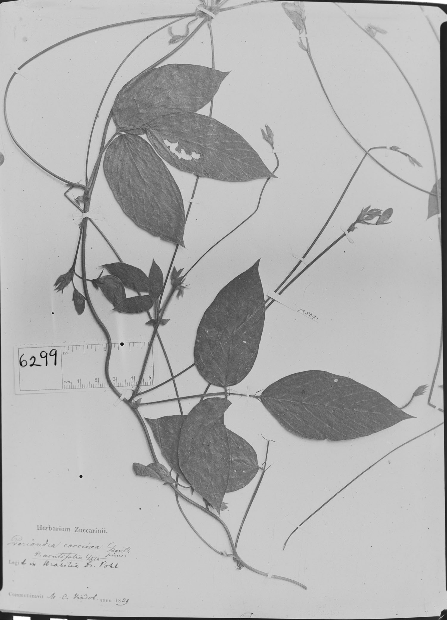 Periandra acutifolia image