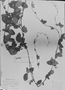 Periandra densiflora image