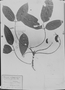 Erythrina falcata image