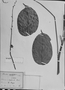Dioclea bicolor image