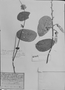 Dioclea grandiflora image