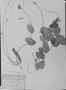 Dioclea lasiophylla image