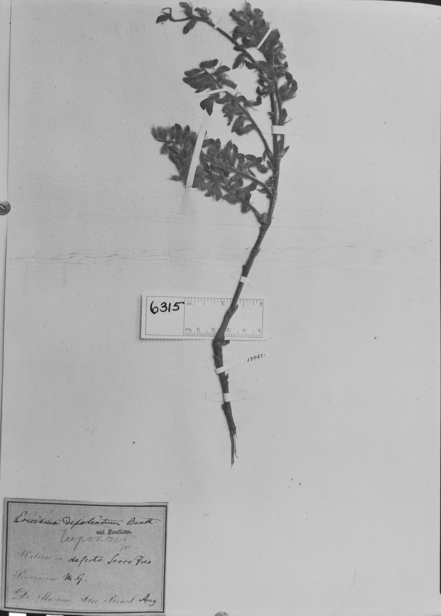 Eriosema defoliatum image