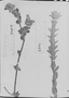 Pterolepis alpestris image