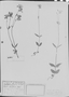 Pterolepis repanda image