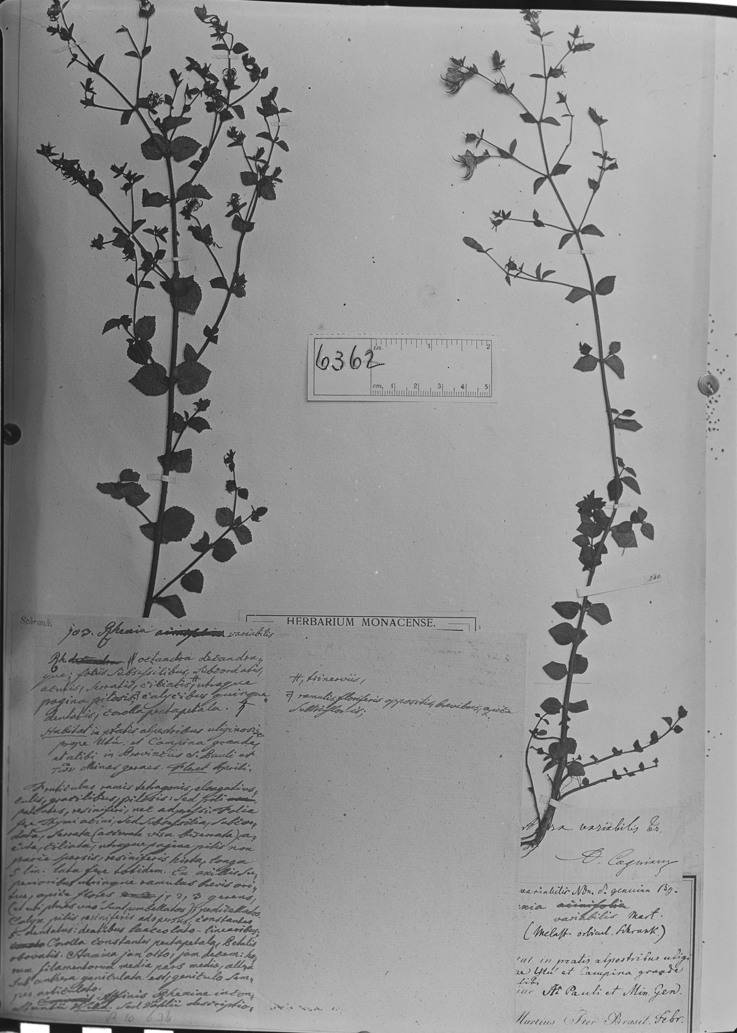 Acisanthera variabilis image