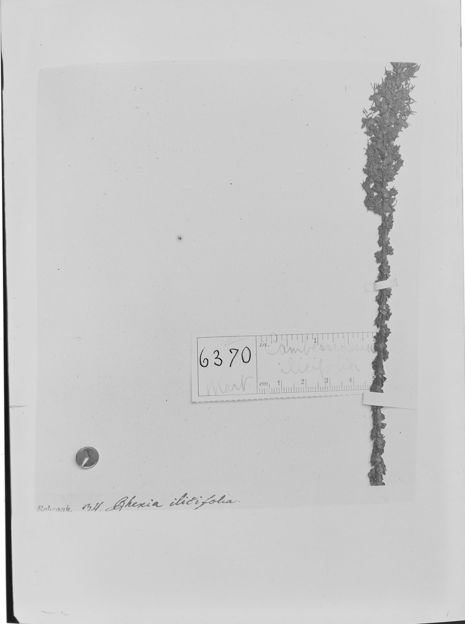 Cambessedesia espora subsp. ilicifolia image