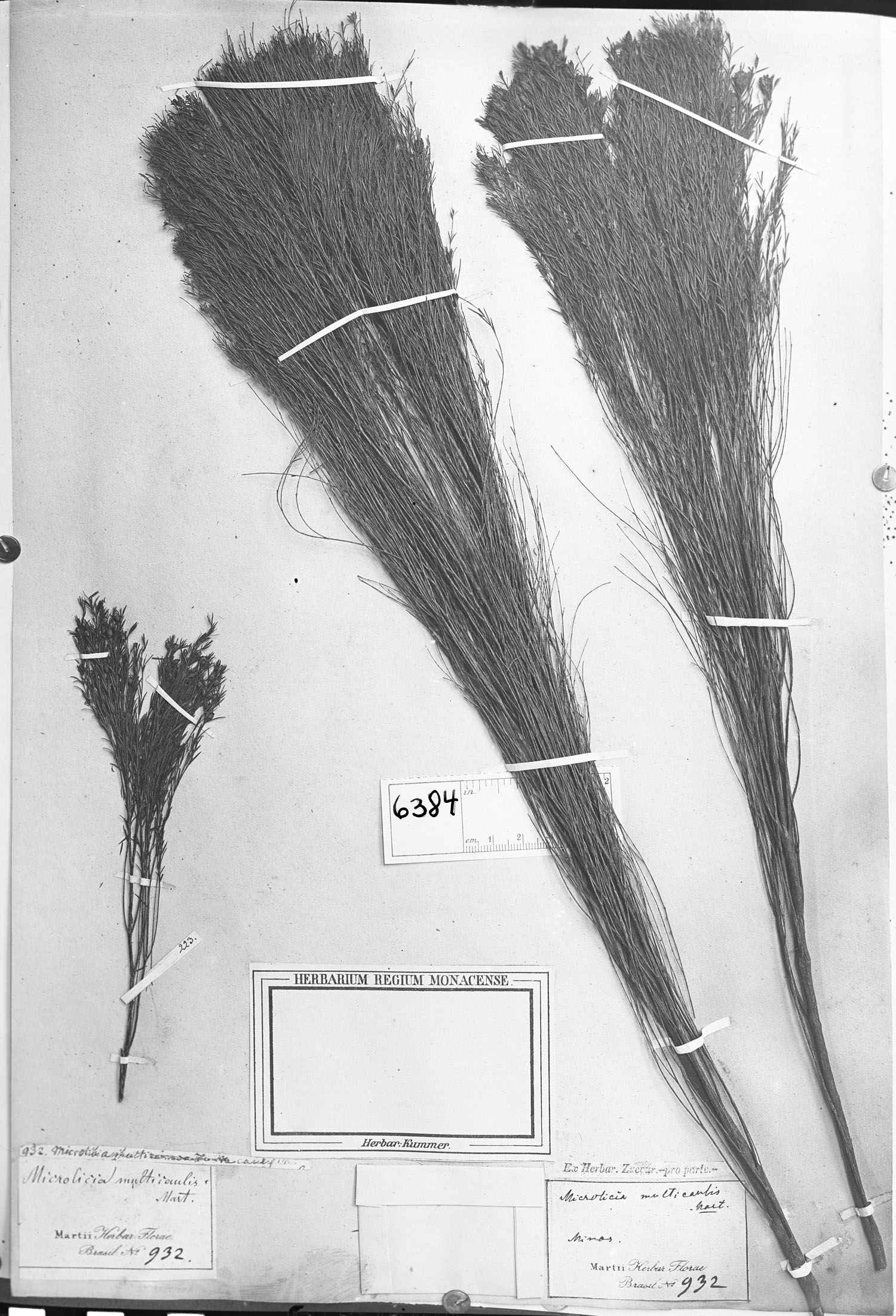 Microlicia multicaulis image
