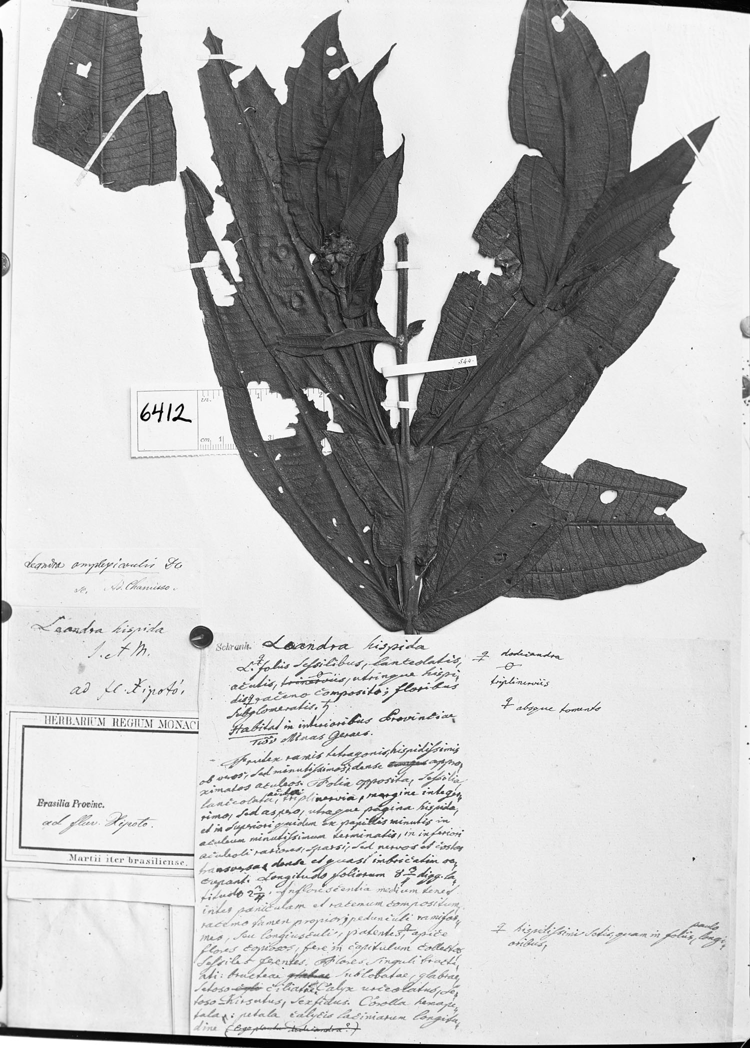 Leandra amplexicaulis image