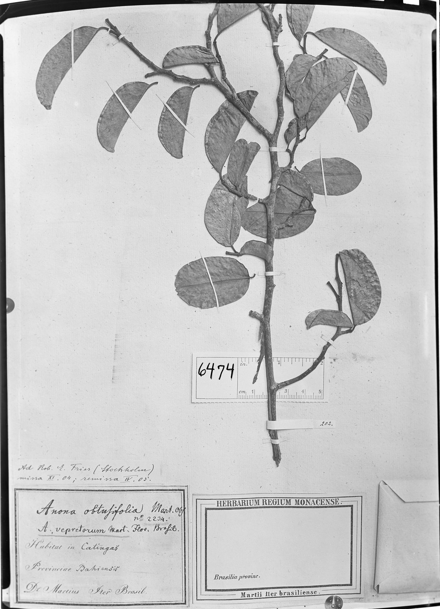 Annona vepretorum image