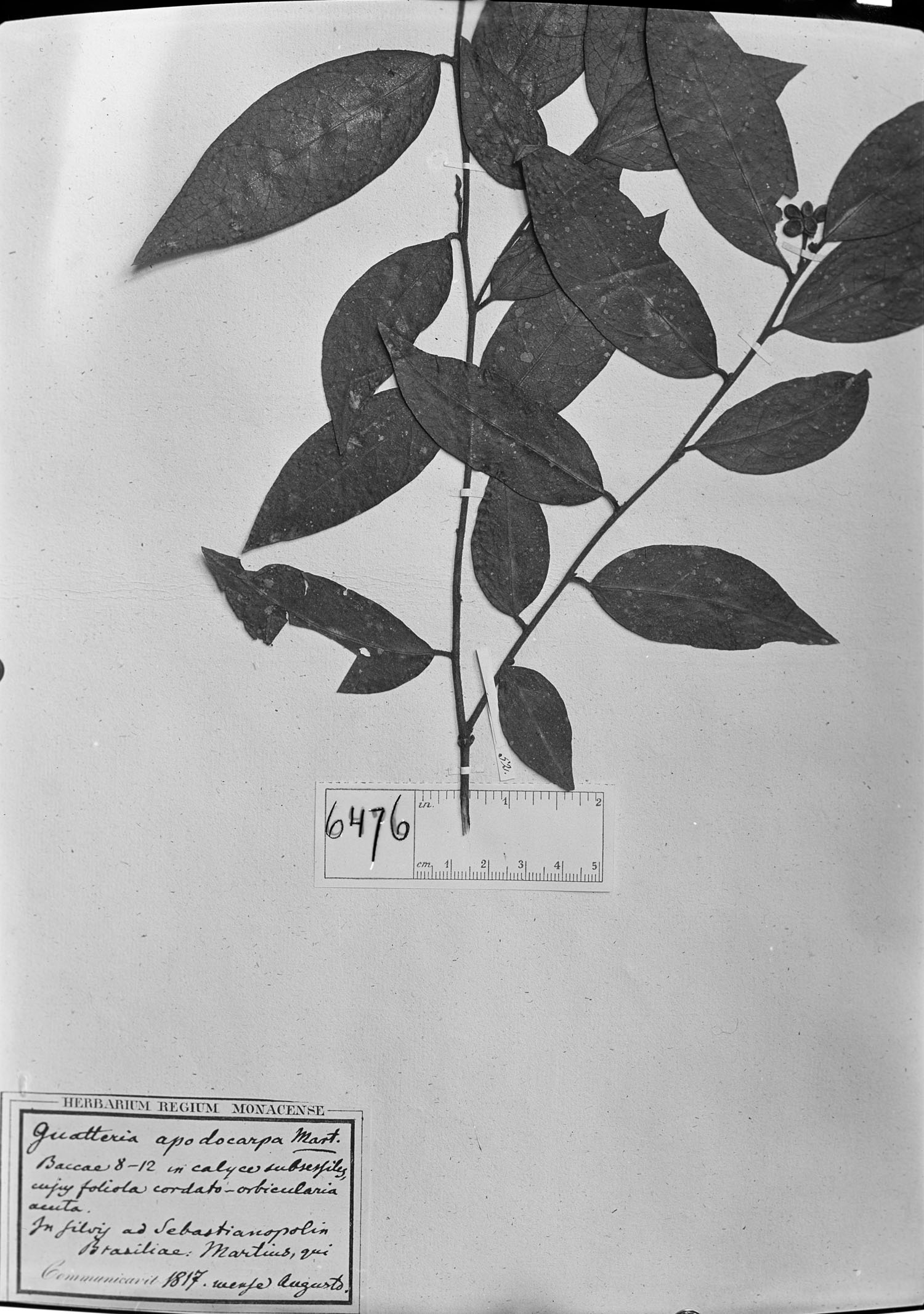 Annona parviflora image