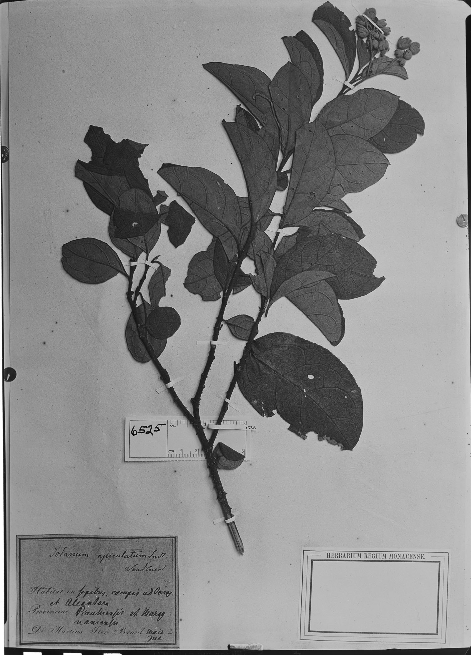 Solanum apiculatum image