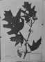 Solanum floribundum image