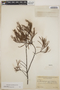 Ornithostaphylos oppositifolia image