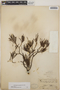 Ornithostaphylos oppositifolia image