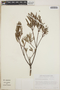 Ornithostaphylos oppositifolia image