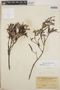 Ornithostaphylos oppositifolia image