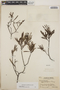 Ornithostaphylos oppositifolia image