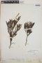Ornithostaphylos oppositifolia image