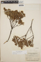 Pernettya prostrata image
