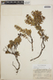 Pernettya prostrata image