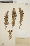 Pernettya prostrata image