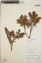 Pernettya prostrata image