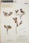 Pernettya prostrata image