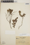 Pernettya prostrata image