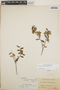 Pernettya prostrata image