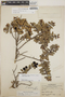 Pernettya prostrata image
