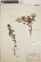 Pernettya prostrata image