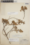 Pernettya prostrata image