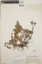 Pernettya prostrata image